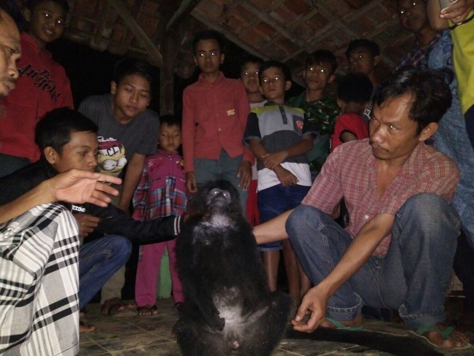 Warga memperlihatkan jasad hewan yang diduga Lutung Jawa. Hewan tersebut dibunuh menggunakan senapan angin oleh orang tak dikenal, Jumat (20/8) malam. (Istimewa)