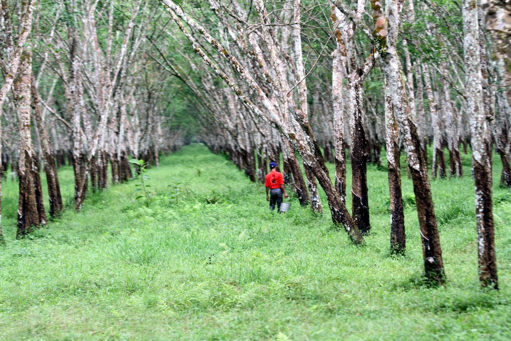 Suasana di hutan karet Kecamatan Cipari Cilacap. Ribuan orang menjadi korban pembantaian peristiwa politik 1965 di daerah itu. (Aris Andrianto/Purwokertokita.com)