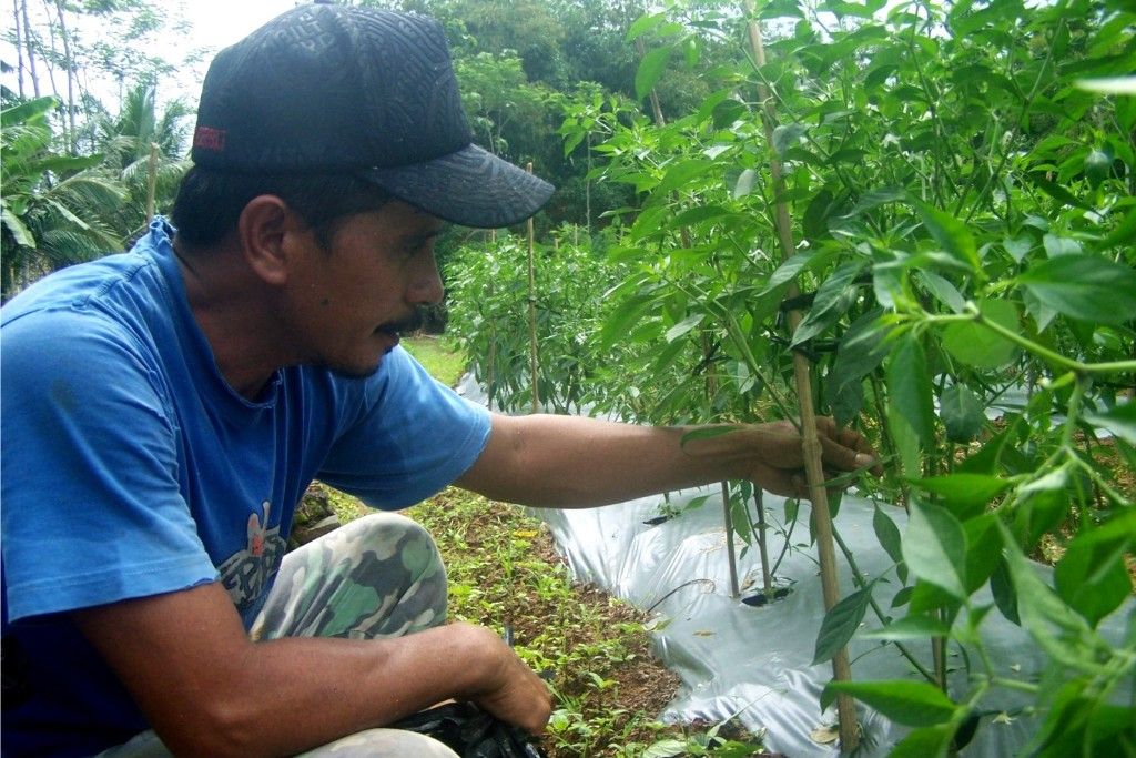 Seorang petani tengah merawat tanaman cabai yang kena hama dan penyakit (Foto: Purwokertokita/Rid)