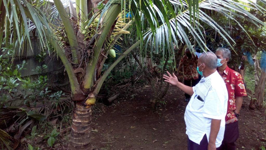 gula kelapa kristal organik purbalingga