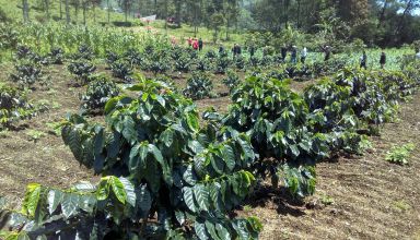 Kebun Kopi Gunung Malang