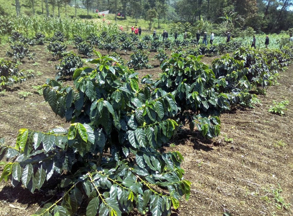 Kebun Kopi Gunung Malang