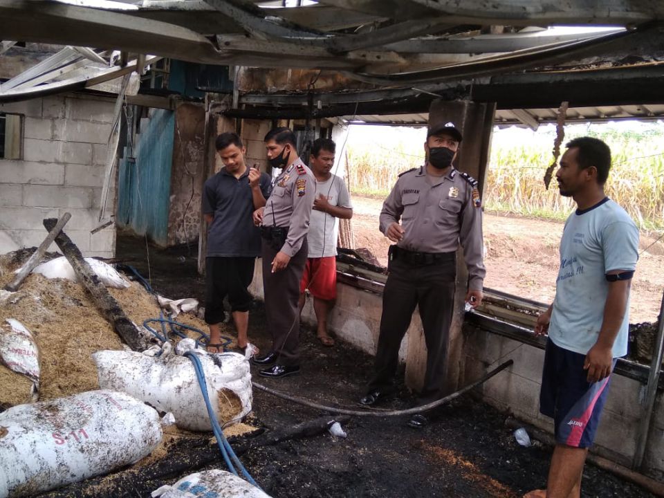 Kandang ayam dan 14 ribu ekor ayam ludes terpanggang.