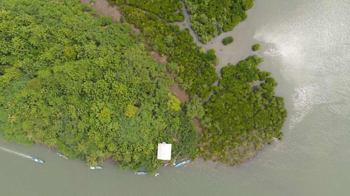 Melihat Spesies Mangrove Langka di Segara Anakan, Perlu Upaya Pelestarian
