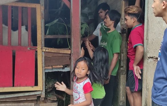 Pemuda desa Prendengan merawat kambing di kandang