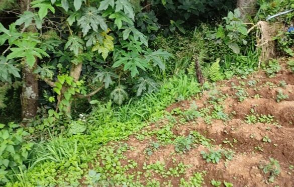 Lahan pertanian di perbatasan dengan hutan Gunung Prau Dieng